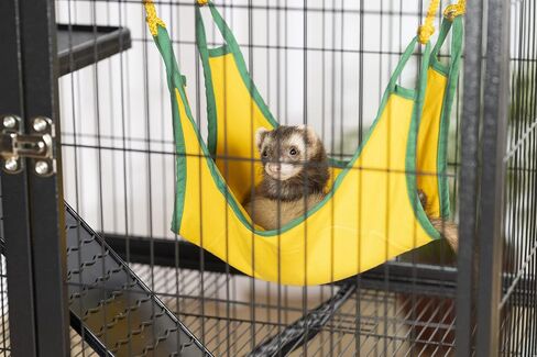 Prevue Pet Products 485 Feisty Ferret Home with Stand, Black Hammertone Small in Saudi Arabia