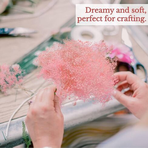 مجموعة زهور صغيرة مجففة بيبي بريث - اكثر من 2500 باقة زهور جيبسوفيلا الجافة (1.4 اونصة)، فروع زهور بيبي بريث محفوظة طبيعية 100% لحفلات الزفاف والحرف اليدوية والمزهريات وترتيب الزهور (بينك) in Kuwait