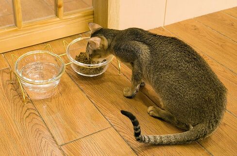 مجموعة أوعية الطعام والماء للقطط من Qucey، أوعية القطط المرتفعة للطعام والماء، أوعية زجاجية مرتفعة للحيوانات الأليفة مع حامل، وعاء للقطط والكلاب سعة 17 أونصة، مضاد للقيء، آمن للاستخدام في غسالة الأطباق in Kuwait