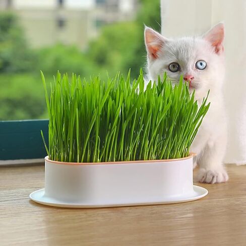 Zerodeko 3pcs Cat Grass Planter Plastic Catnip Cat Grass Box Soil Free Nursery Cat Plant for Indoor or Outdoor Cat Dogs and Other Pets in Kuwait