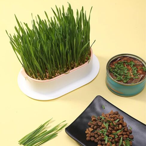 Zerodeko 3pcs Cat Grass Planter Plastic Catnip Cat Grass Box Soil Free Nursery Cat Plant for Indoor or Outdoor Cat Dogs and Other Pets in Kuwait