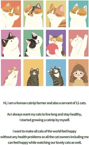 جورونج كيس شاي فاخر بالنعناع البري 13EA للقطط والقطط في الاماكن المغلقة والمفتوحة، طبيعي وآمن وغني بقرض عالي الفعالية، يحسن من استهلاك الماء للقطط in Kuwait