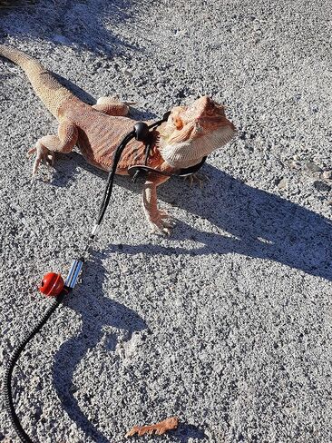 حزام ومقود التنين الملتحي قابلان للتعديل (S، M، L، 3 عبوات) - مقود وسرج الإغوانا، مقود السحلية، حبل المشي السحلية، مقود التنين الملتحي، مقود الزواحف وحزام السحالي الصغيرة in Kuwait