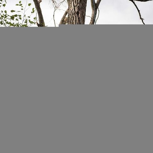 Bnineteenteam Climbing Ball Rope Tree Climbing Arborist Retriever Ball Rope Guide Ring Style Friction Saver Other Extreme Sports Products in Saudi Arabia