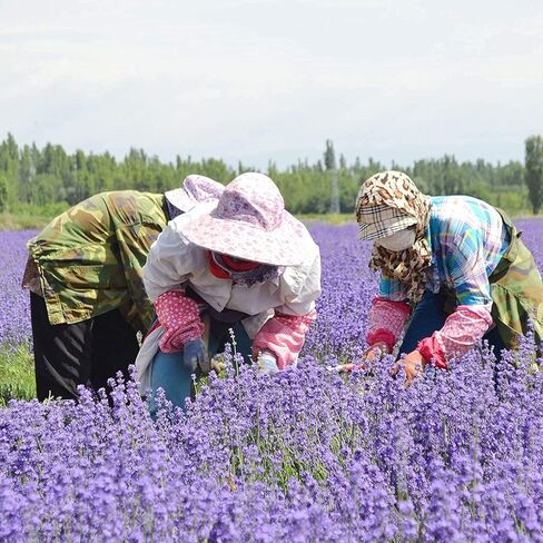 RENM 10 Ounce Lavender Sachets for Closets, 20 Pack Lavender Bud Organic Dried Flower, Dried Lavender Buds Lavender Sachet for Drawers and Closets in Kuwait