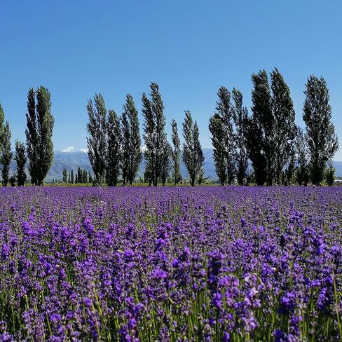 RENM 10 Ounce Lavender Sachets for Closets, 20 Pack Lavender Bud Organic Dried Flower, Dried Lavender Buds Lavender Sachet for Drawers and Closets in Kuwait