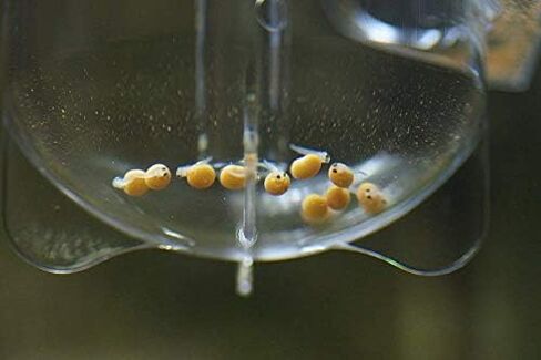Zet-65 Ziss Aqua Egg Tumbler Incubator For Fish & Shrimp Breeding in Saudi Arabia