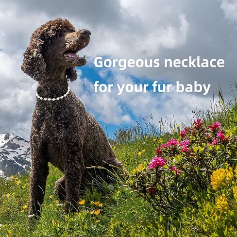 Pearl Dog Necklace for Female Dogs, Girl Dog Necklace for Small Dogs in Kuwait