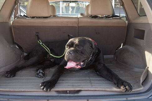 2 بي اي تي حزام امان للكلاب قابل للتعديل مناسب لجميع السلالات - يستخدم مع السرج - جميع انواع السيارات - سلسلة بمشبك حلقة - اخضر واسود in Kuwait