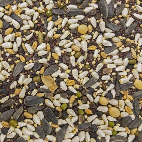 Higgins 3 Pack of Sunburst Soak n' Sprout Seeds with Quinoa for Small Birds, 3 Ounces Each in Saudi Arabia