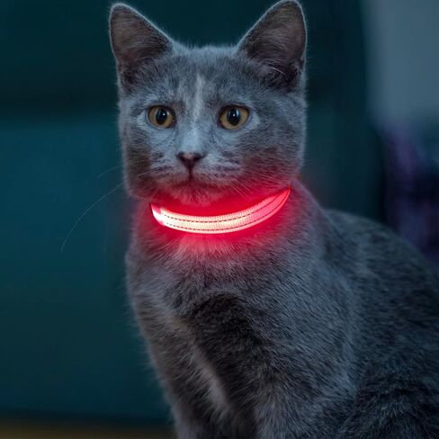طوق كلب مضيء للكلاب الصغيرة، طوق Vizpet XS قابل للتعديل بحجم نايلون قابل لإعادة الشحن عبر USB، طوق آمن للحيوانات الأليفة للقطط والكلاب (أخضر) in Kuwait