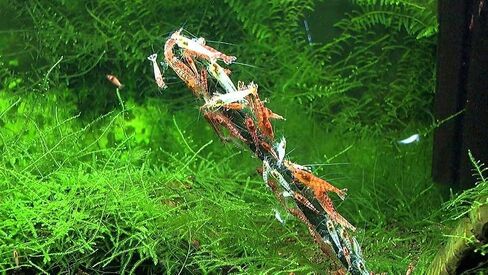 GlasGarten Shrimp Lollies - 4in1 Power Shrimp Food in Saudi Arabia