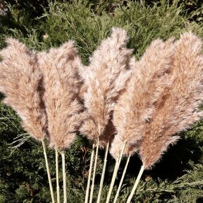 SREED 20 Pcs 23 Inch Tall Fluffy Pampas Grass XL Size White Dry Pompous Grass Decor Wedding Flower Boho Decor Natural Pompas Flower Bouquet(White, 23 inch) in Kuwait