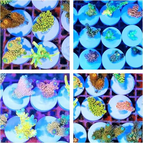Ceramic White Coralline Coral frag Plugs Coral frag Base Round 20pc in Saudi Arabia