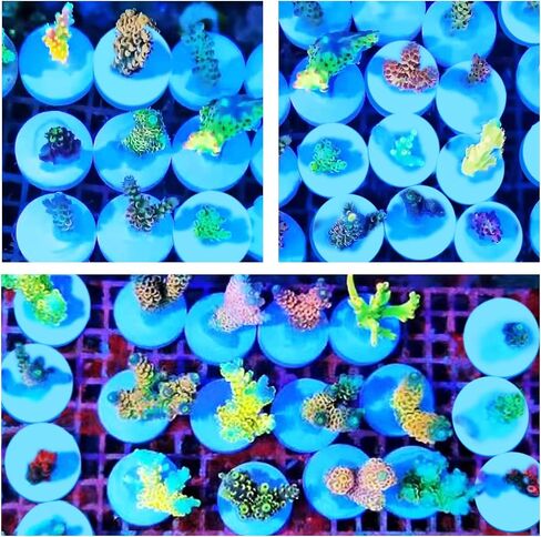 Ceramic White Coralline Coral frag Plugs Coral frag Base Round 20pc in Saudi Arabia