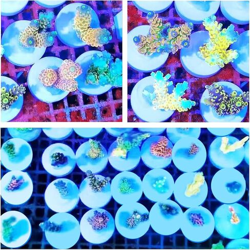 Ceramic White Coralline Coral frag Plugs Coral frag Base Round 20pc in Saudi Arabia