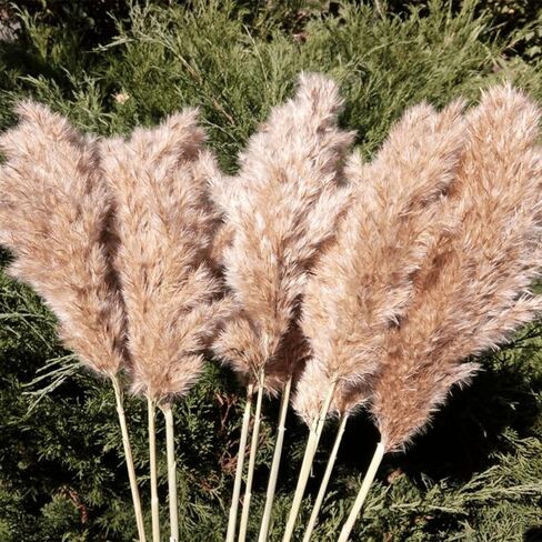 SREED 20 Pcs 23 Inch Tall Fluffy Pampas Grass XL Size White Dry Pompous Grass Decor Wedding Flower Boho Decor Natural Pompas Flower Bouquet(White, 23 inch) in Kuwait