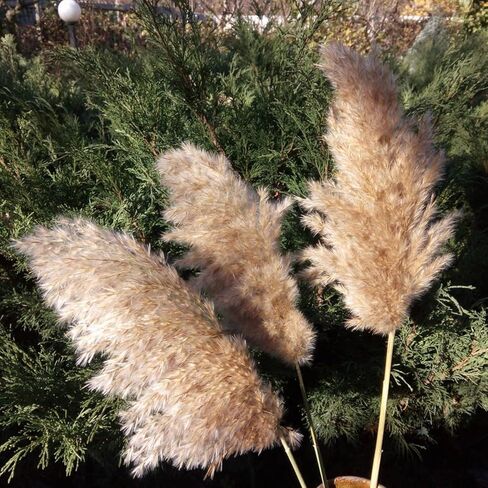 SREED 20 Pcs 23 Inch Tall Fluffy Pampas Grass XL Size White Dry Pompous Grass Decor Wedding Flower Boho Decor Natural Pompas Flower Bouquet(White, 23 inch) in Kuwait