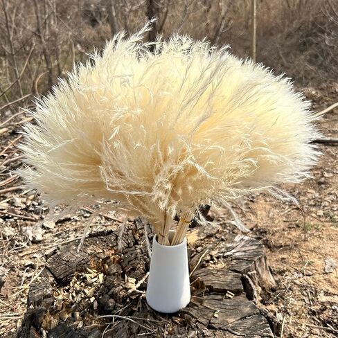SREED 20 Pcs 23 Inch Tall Fluffy Pampas Grass XL Size White Dry Pompous Grass Decor Wedding Flower Boho Decor Natural Pompas Flower Bouquet(White, 23 inch) in Saudi Arabia