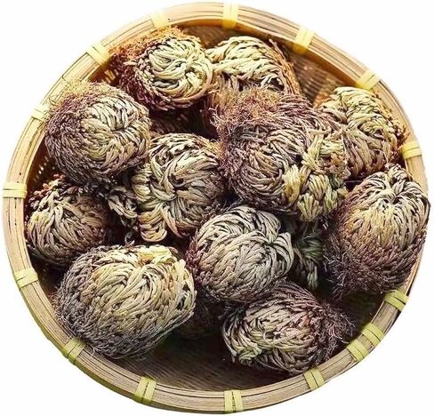 Rose of Jericho in Kuwait