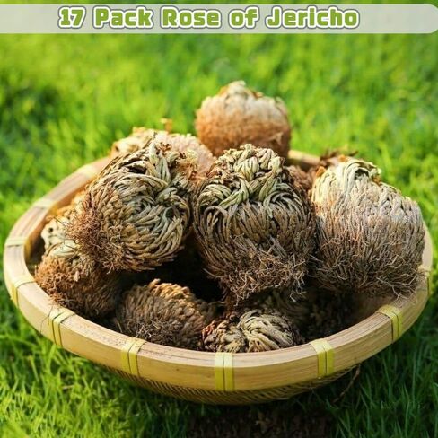 Rose of Jericho in Kuwait