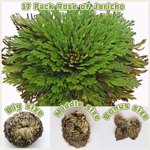 Rose of Jericho in Kuwait