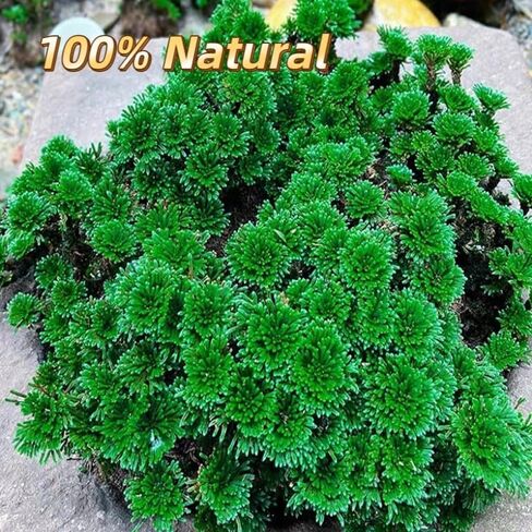 Rose of Jericho in Kuwait