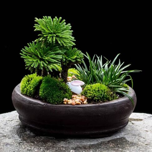 Rose of Jericho in Kuwait