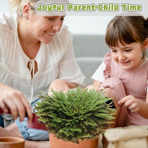 Rose of Jericho in Kuwait