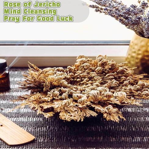 Rose of Jericho in Kuwait
