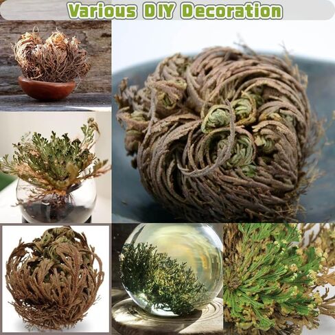Rose of Jericho in Kuwait