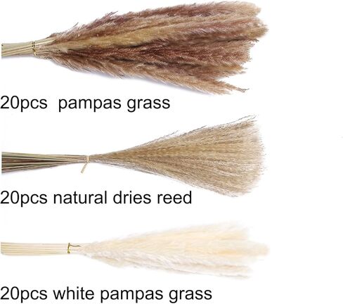 60 قطعة من Pampas Grass 20 قطعة من بامبينا بيضاء و 20 قطعة من الببغاوات البنية و 20 قطعة ديكور بوهو عشبي قصب ، ديكورات الزفاف (بدون مزهرية) in Kuwait