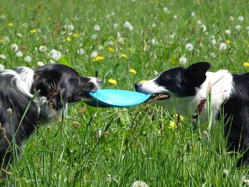 Jolly Pets Flexible, Floating Flyer Dog Toy, Medium/7.5-Inch, Blue, Model Number: 175 BL in Saudi Arabia
