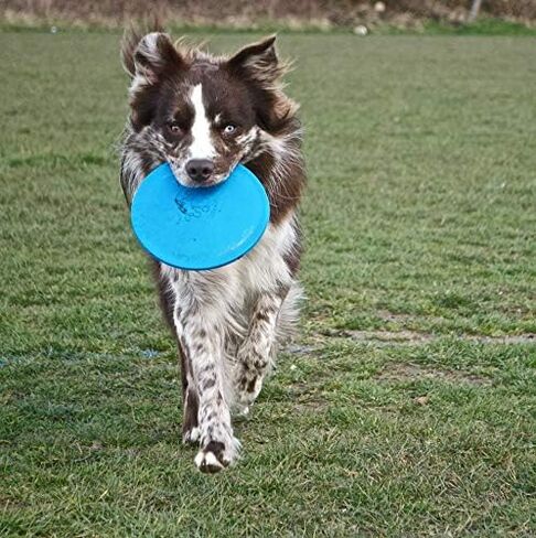 Jolly Pets Flexible, Floating Flyer Dog Toy, Medium/7.5-Inch, Blue, Model Number: 175 BL in Saudi Arabia