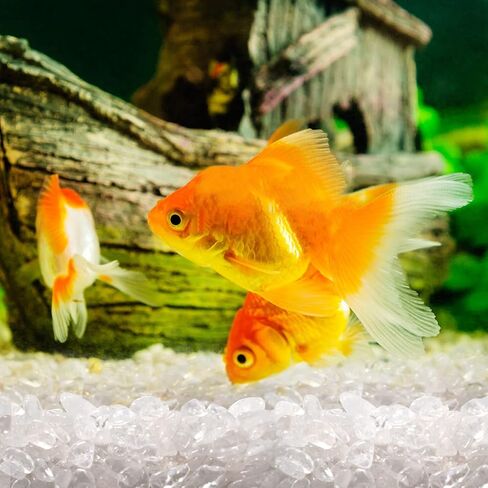 LazyGa Mix Aquarium Gravel 11 رطل (5 كجم) رقائق الكوارتز وأحجار العقيق 8-12 مم حصى غير منتظمة رمال الصخور صنع هدية تزيين خزان الأسماك in Kuwait