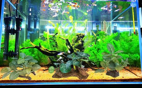 M2cbridge Artificial Fish Tank Plants Aquarium Plant Aquatic Water Grass Foreground Decor (1PC Green) in Kuwait