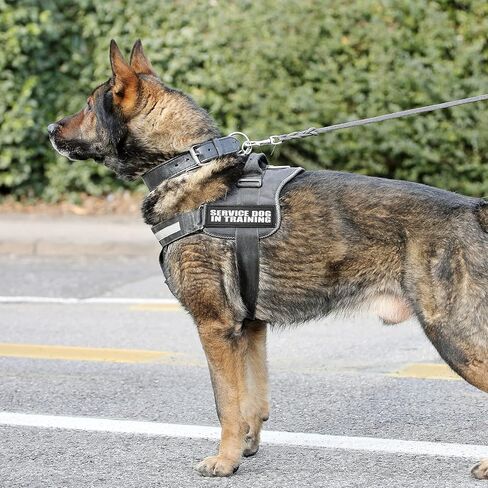 رقعات Do Not Pet، قطعتان من رقعات الكلاب العاكسة من Coolrunner وقطعة واحدة مطرزة من رقعات Don't Pet Me Dog مع خطاف للكلاب الكبيرة (6.3 × 2 بوصة) in Saudi Arabia