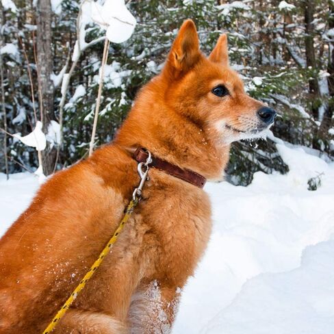 10/20Pcs Snap Hooks Heavy Duty 2.75"x0.83" Swivel Snap Hooks with Spring Pet Buckle Multipurpose Dog Leashes Key Chain for Linking Pet Leash & Collar (10PCS) in Kuwait