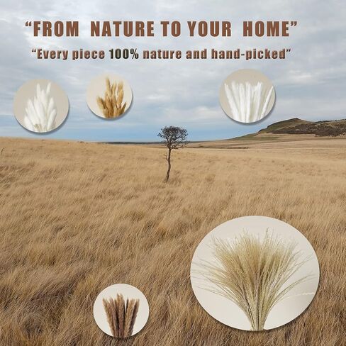 Hananona 120 قطعة من الزهور المجففة بامباس ديكور عشبي للمزهرية، تحتوي على ذيول أرنب زهور مجففة، باقة عشب القصب لديكور طاولة بوهو لحفلات الزفاف، ديكور منزل مزرعة ريفي (120) in Kuwait