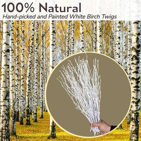 50 قطعة من اغصان البتولا البيضاء المجففة الحقيقية - فروع البتولا الطبيعية 17 انش لملء مزهريات الكريسماس، عصي البتولا للحرف اليدوية، قطعة مركزية، ترتيب الزهور، اكليل غصين، ديكور منزلي ريفي in Kuwait