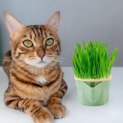 NQEUEPN Cat Grass Planter Box (No Seeds Included), Soil-Free Cat Grass Cup Cat Grass Planter Anti-Digging Design Cat Grass Growing Pot Easy to Plant Cat Grass in Saudi Arabia
