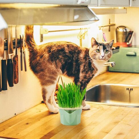 NQEUEPN Cat Grass Planter Box (No Seeds Included), Soil-Free Cat Grass Cup Cat Grass Planter Anti-Digging Design Cat Grass Growing Pot Easy to Plant Cat Grass in Saudi Arabia