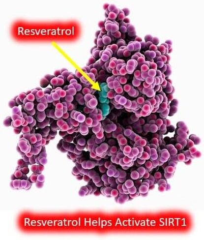 Resveratrol 1000mg Trans-Resveratrol + Quercetin Sirtuin Activator NAD+ Booster 120 Capsules 2 Month Supply in Saudi Arabia