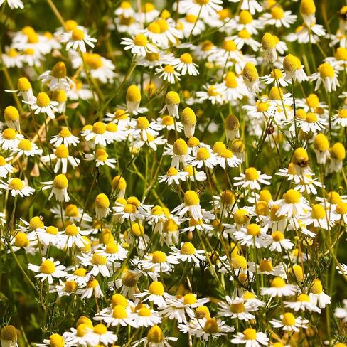 Chamomile Infusion (8oz), Chamomile Loose Tea, Chamomile Flowers, Gently Dried, 100% Pure and Natural in Saudi Arabia