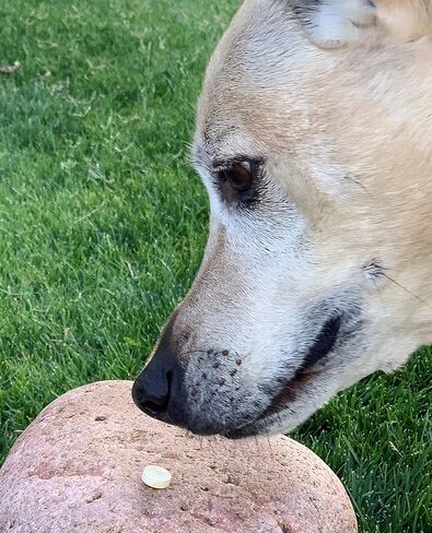 Brewers yeast Chewable Tablets with Garlic, B Vitamins & Minerals for Dogs in Kuwait