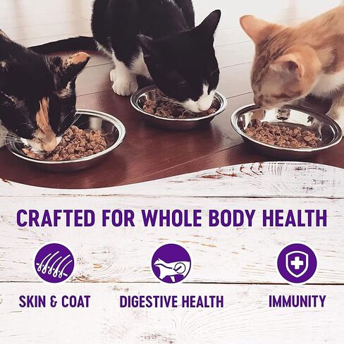Wellness Natural Premium Canned Cat Wet Food Pate - 12 Pack Cans Variety Bundle Pack 4 Flavor - (Chicken,Beef, Salmon & Turkey) W/ HS Pet Food Bowl - (3 Ounce) in Saudi Arabia