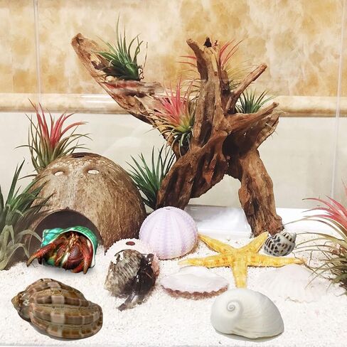 kathson 2 Pcs Natural Coconut Shells Hut, 8 Pcs Hermit Crab Shells Coconut Hide Reptile Hideout Assorted Turbo Growth Shells  for Fish Tank Decoration Reptile Habitat (10Pcs) in Saudi Arabia