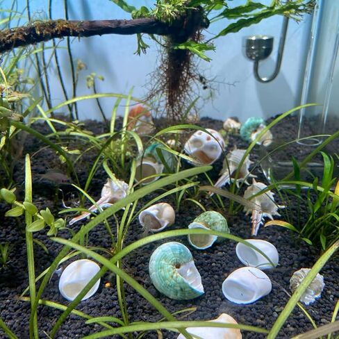 kathson 2 Pcs Natural Coconut Shells Hut, 8 Pcs Hermit Crab Shells Coconut Hide Reptile Hideout Assorted Turbo Growth Shells  for Fish Tank Decoration Reptile Habitat (10Pcs) in Saudi Arabia