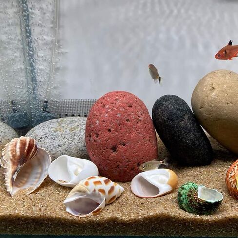 kathson 2 Pcs Natural Coconut Shells Hut, 8 Pcs Hermit Crab Shells Coconut Hide Reptile Hideout Assorted Turbo Growth Shells  for Fish Tank Decoration Reptile Habitat (10Pcs) in Saudi Arabia