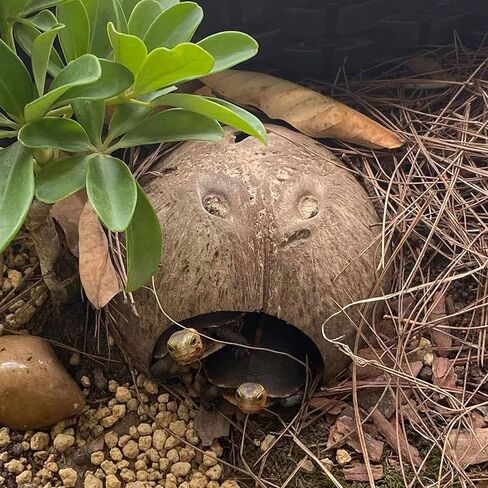 kathson 2 Pcs Natural Coconut Shells Hut, 8 Pcs Hermit Crab Shells Coconut Hide Reptile Hideout Assorted Turbo Growth Shells  for Fish Tank Decoration Reptile Habitat (10Pcs) in Saudi Arabia
